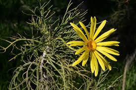 Image result for Euryops subcarnosus