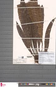 Image result for Asplenium africanum