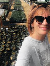 Growing Indigo Sun Cherry Tomatoes at Dixie Meadows Farm