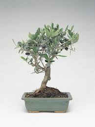 Olive Bonsai Tree Olea Europaea Bonsai Tree Bonsai Bonsai Art