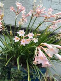 Image result for Cyrtanthus mackenii