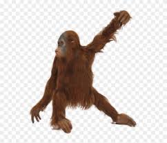 Download 10 monkey hanging from tree cliparts for free. Real Monkey Png Orangutan With No Background Transparent Png 640x640 4210364 Pngfind