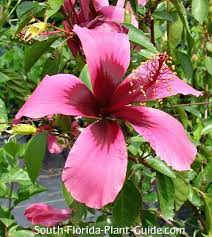 As an indoor plant the hibiscus needs a little more care than in the garden. Hibiscus