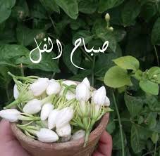 Good Morning صباح الفل Good Morning Arabic Morning Words Good Morning Greetings