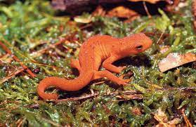 Expert Newt Care Tips - Reptiles Magazine