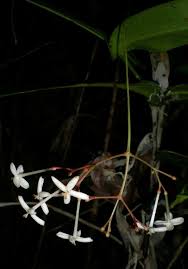 Image result for Ixora longipedunculata