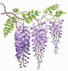 Katern Wisteria Watercolor Painting Hand Drawn On White The Arts Wisteria The Arts Nature Wisteria Nature Decorat Flower Art Painting Flower Drawing Flower Art