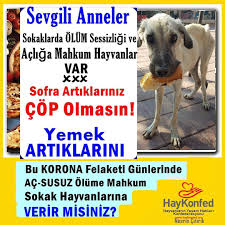 13 Begenme 0 Yorum Instagram Da Nesrin Citirik Nesrincitirik Degerli Dostlar Bu Gorseli Kitlesel Spor Sanat Is Magazin Vs Vs Sayfala In 2020 Dogs Animals
