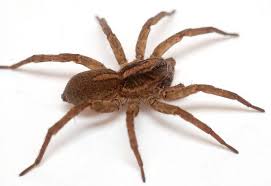 Female Rustic Wood Spider Wood Spider Innovative Pet Products Spider
