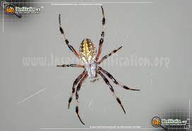 Orb (oriented fast and rotated brief)¶. Orb Weaver Araneus Spp