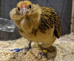 Maybe you would like to learn more about one of these? The A To Z Of Chicken Breeds Cluckin