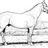 We have collected 39+ quarter horse coloring page images of various designs for you to color. Https Encrypted Tbn0 Gstatic Com Images Q Tbn And9gcru Ibmhczltwaqh6q4343ndl0gfl Ftiy0s0xq3u8onbw95erj Usqp Cau