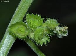 Image result for Laportea alatipes