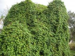 Image result for Merremia tuberosa