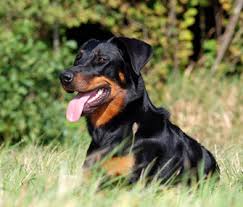 Find 3558 listings of beauceron puppies for sale in guyana near you. 5 Reasons A Beauceron Might The Right Dog Breed For You