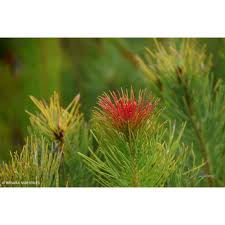 Image result for Caucanthus auriculatus