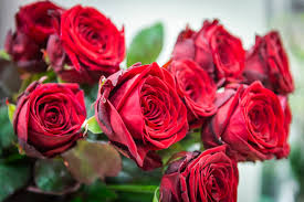 Onnea valmistuneille! Katso amiskoneesta syksyllä 2024 valmistuneet | Turun  Sanomat