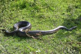 Le plus long serpent du monde avait une taille de 11 mètres43 centimètres. Grand Anaconda Vikidia L Encyclopedie Des 8 13 Ans