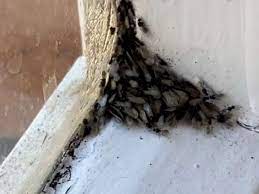 When flying ants become a problem. Advice Ants With Wings And How To Get Rid Of Them