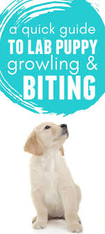 Maybe you would like to learn more about one of these? A Quick Guide To Lab Puppy Growling And Biting Love Labs World Lab Puppy Puppy Aggression Puppy Biting