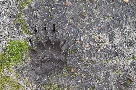 Verschiedene kräuter stellen ganz unterschiedliche anforderungen an boden und. Dachs Stadtwildtiere