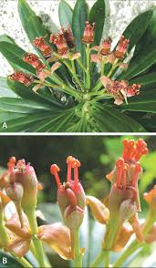 Image result for Euphorbia schimperiana