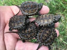 Baby Snapping Turtle Care And Breeding Guide The Aquarium