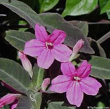 Image result for Ruellia makoyana