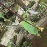 Image result for Polystachya caloglossa