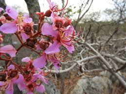 Image result for Dichaetanthera