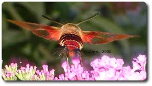 As the climate warms, gardens across surrey are more likely to see this unusual visitor from africa. Hummingbirds And Sphinxes Hummingbird Moth I Hemaris Thysbe I And The I Pandora Sphinx I Bug Of The Week