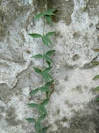 Image result for Dolichandra unguis-cati