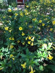 Late winter, spring, early summer colors: Bush Allamanda Allamanda Schottii Your Yellow Tubular Flower May Be An Allamanda An Evergreen Vine Pr Yellow Flowering Bush Evergreen Vine Flowering Bushes