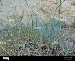 Image result for Pycnanthus