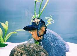 Really petco hasn't done anything particularly special with the betta itself, they're simply imorting (from china. My Paradise Betta Aech Bettafish