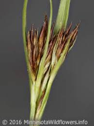 Image result for Rhynchospora gracillima