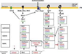 Plant cell, the basic unit of all plants. The Fungal Cell Wall Structure Biosynthesis And Function Microbiology Spectrum