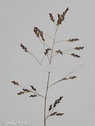 Image result for Eragrostis pilosa