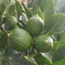 Gardeners have been growing citrus in containers for thousands of years. Citrus X Latifolia Lime Tree In Gardentags Plant Encyclopedia