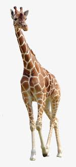 Jirafa Hd Animal Jirafa Png Y Psd Para Descargar Gratis Pngtree Giraffe Images Giraffe Giraffe Photos