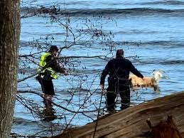 Maine cops help rescue goat from ocean after it fled veterinary hospital