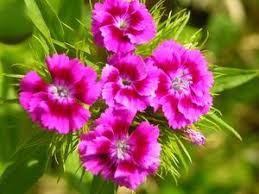 Pin On Flowers