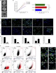 If your loved one is dying from colon cancer, they most likely have diffuse metastases —or the spread of cancer outside of their colon to other organs and lymph nodes, as well as tumors in and around their colon. Stemness Underpinning All Steps Of Human Colorectal Cancer Defines The Core Of Effective Therapeutic Strategies Ebiomedicine