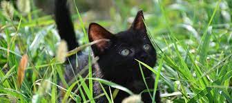 Maybe you would like to learn more about one of these? New Kitten Vet Care Boulder Veterinarian Animal Hospital Boulder Co