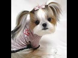 See more ideas about dog hair, pets, pet grooming. Cute Puppy Haircuts Pictures Of Dog Hairstyles Youtube