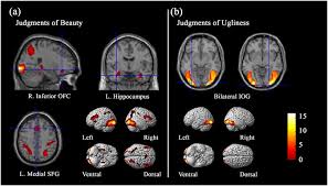 Shop morphe.com to blend the rules. Neural Substrates Of Embodied Natural Beauty And Social Endowed Beauty An Fmri Study Scientific Reports