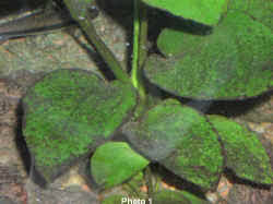 Black Furry Algae In Fish Tank Faqs On Algae And Their Control In Aquarium Gardens 1