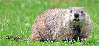 How To Get Rid Of Groundhogs Fast So They Don T Destroy Your Yard Get Rid Of Groundhogs Groundhog Groundhog Repellant
