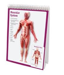 the human body flip chart health nutrition human body