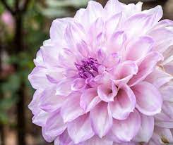 Dahlia Sweet Surprise Sweet Surprise Dahlia Decorative Dahlias Purple Dahlias White Dahlias Dahlia Tubers Dahlia B Purple Dahlia Dahlia Flower Dahlia